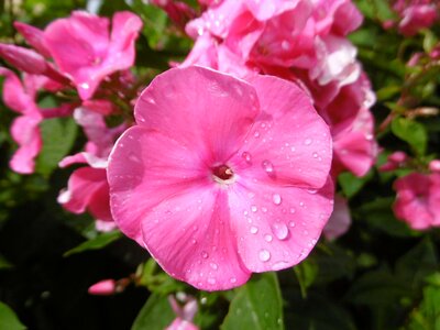 Pink phlox small flowers photo