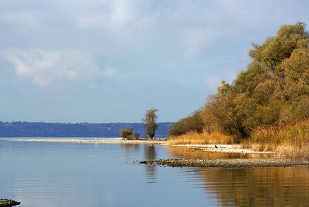 Reed lake water photo