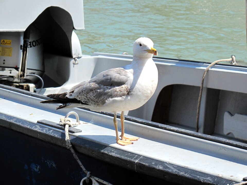 Bird animal nature