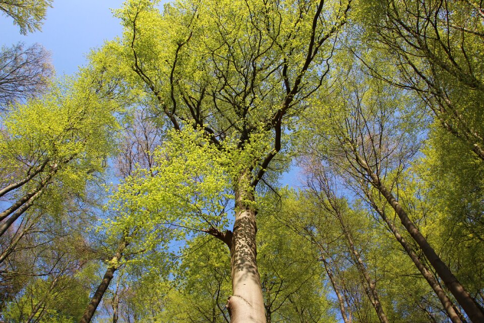 Spring forest live new