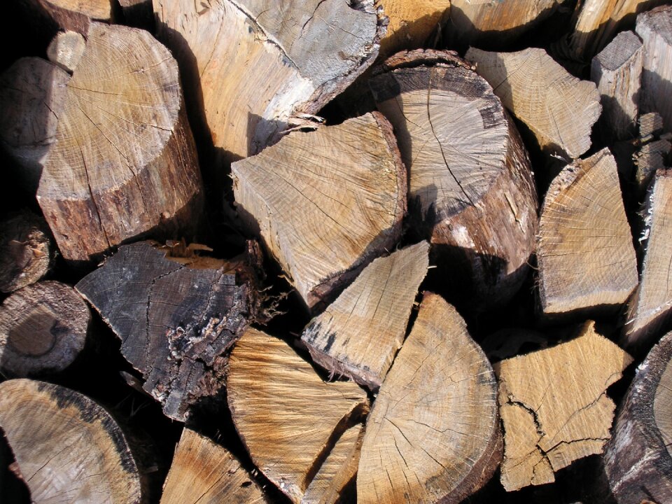 Logs forest wood pile