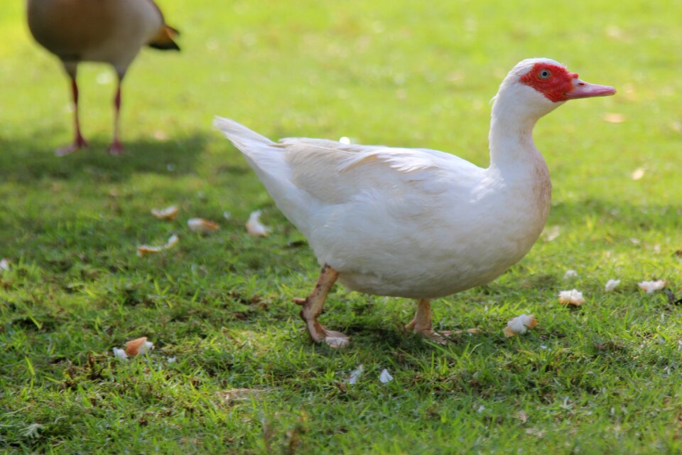 bulbous-red-face-domesticated-birds-free-stock-photos-creazilla