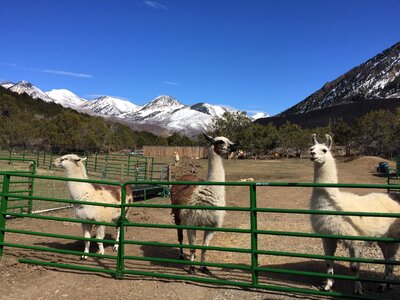 Rural america livestock