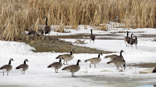 Goose outdoor winter