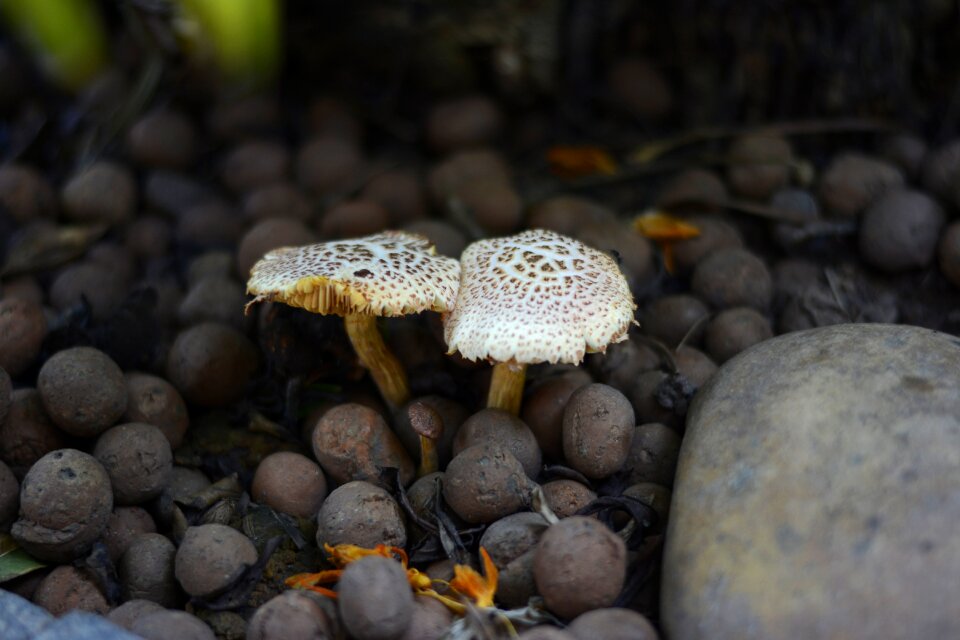Fungus woods green