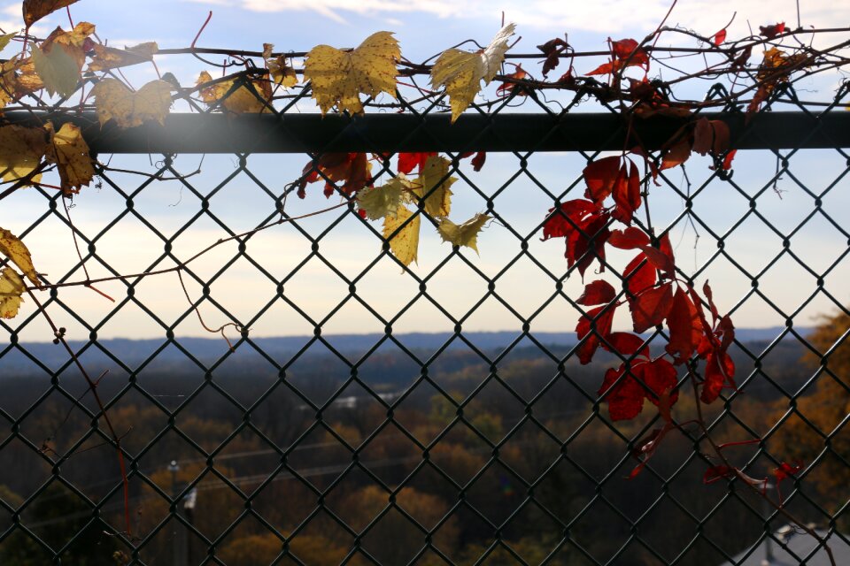 Fall leaf