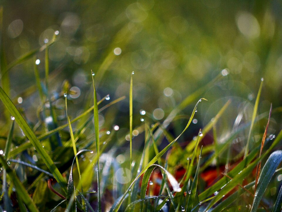 Freshness dew-drop meadow
