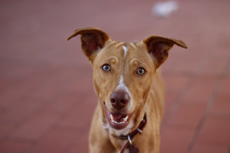 Pets animals portrait