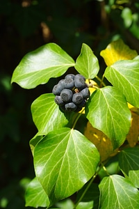 Leaves ivy fruit fruits photo