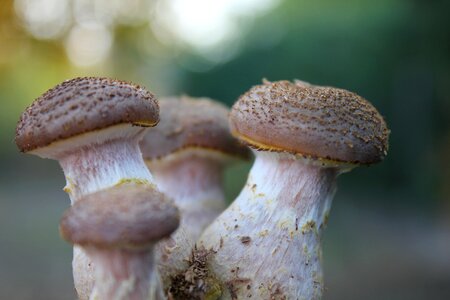 Boletus scale nature