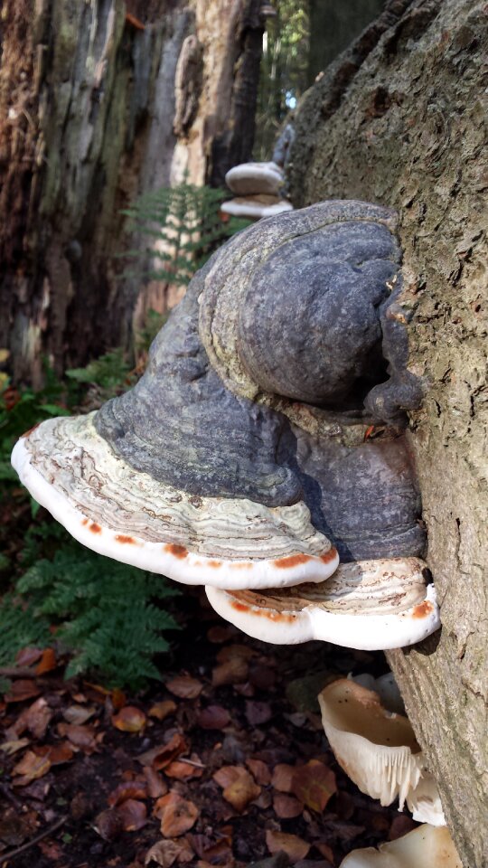 Autumn mushroom tree