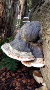 Autumn mushroom tree