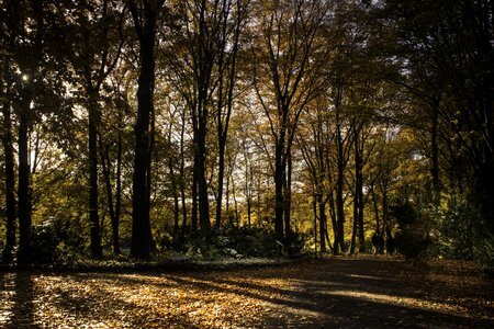Forest away nature