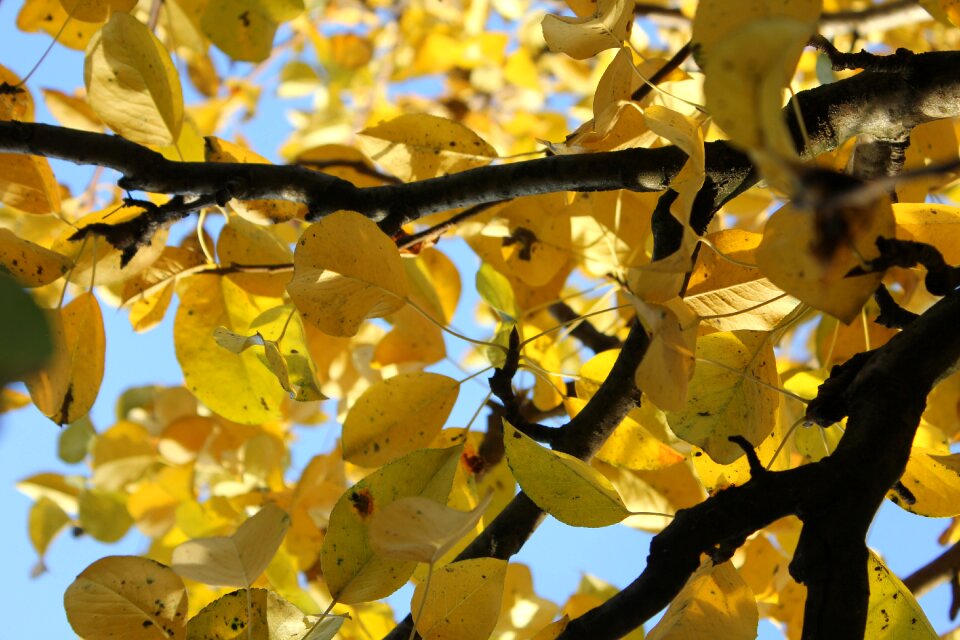Dry leaves nature golden autumn