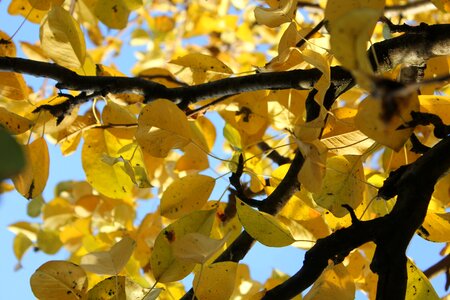 Dry leaves nature golden autumn photo