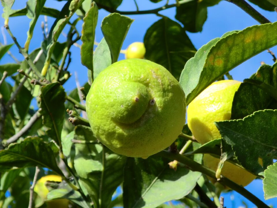 Acid citrus lemon tree