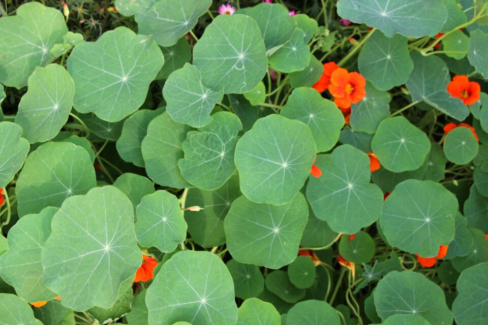 Home garden golden lotus flower eyes green
