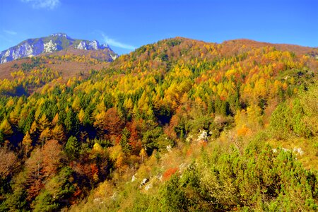Forest mountain autumn photo