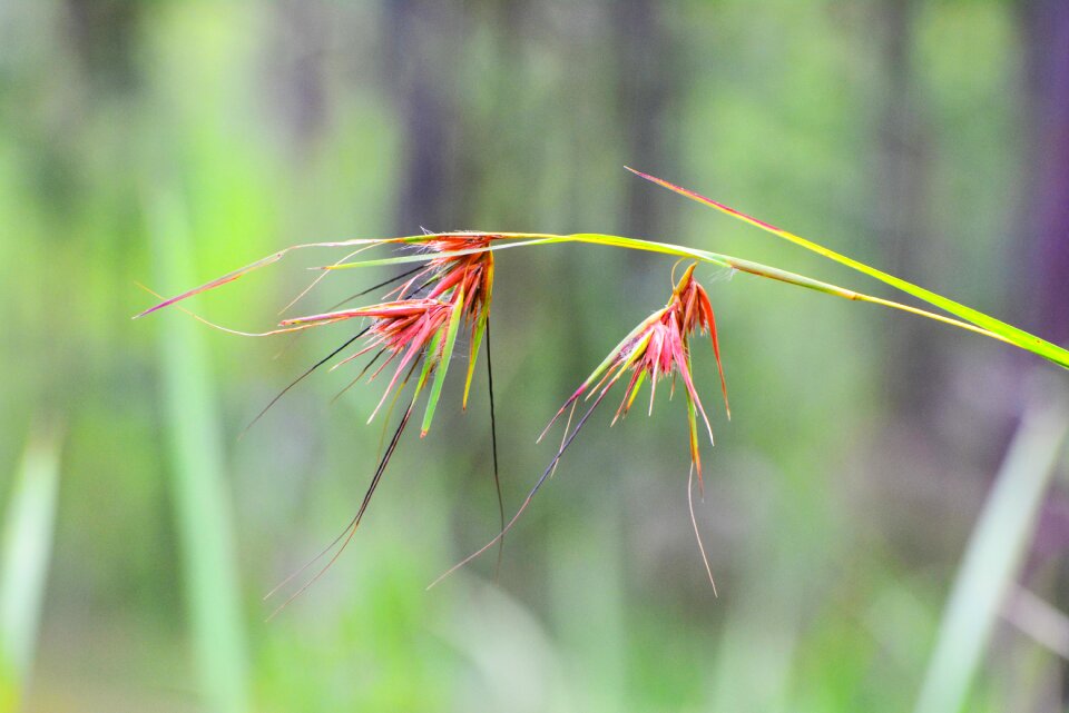 Kingdom of wonder most beautiful flower wild flower