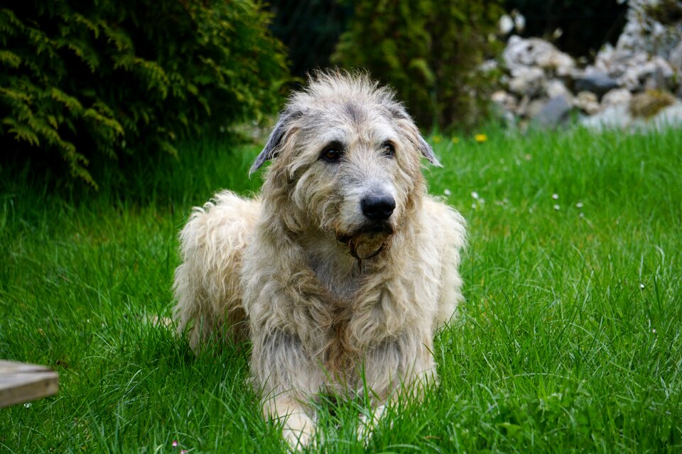 Irish wolfhound dog gentle giant