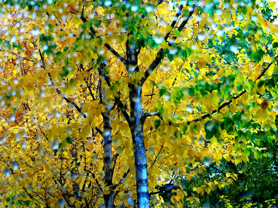 Rain leaves in the autumn yellow