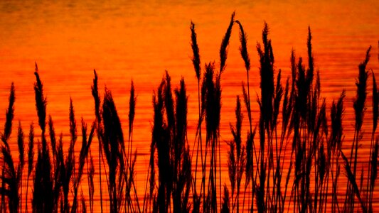 Reed red silhouette
