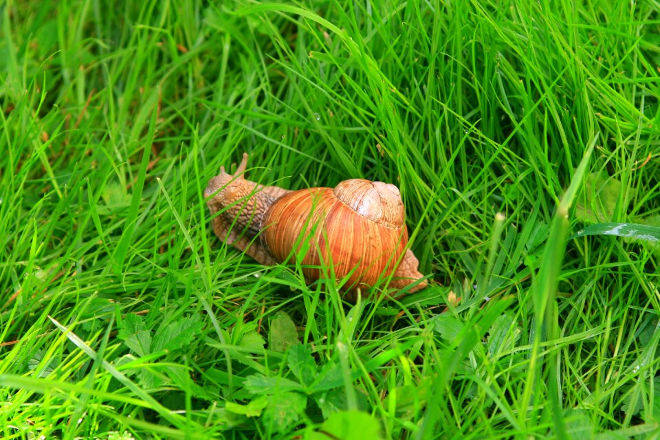 Hiiumaa grass slow