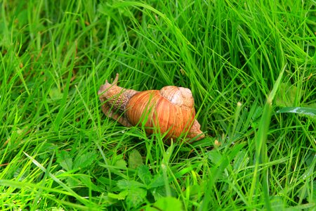 Hiiumaa grass slow