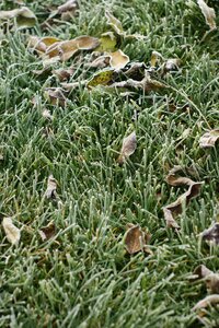 Hoarfrost shudder leaves