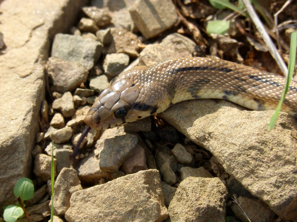 Snake threat detail