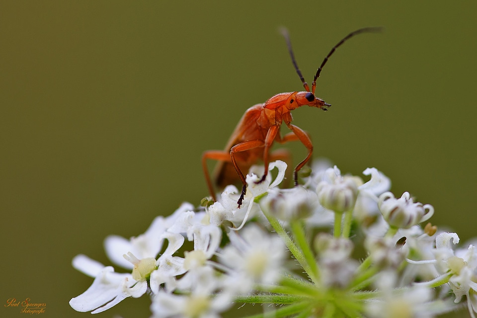 Close up nature brazil