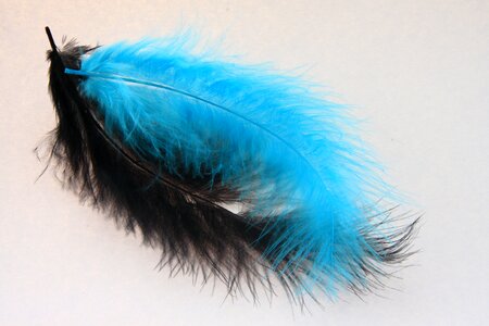 Blue colorful pair
