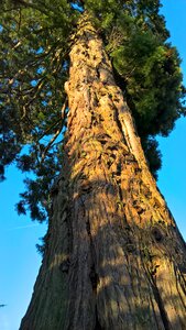 Trees skies wood
