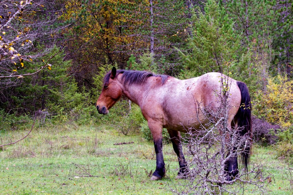 Prato animal the abruzzo national park