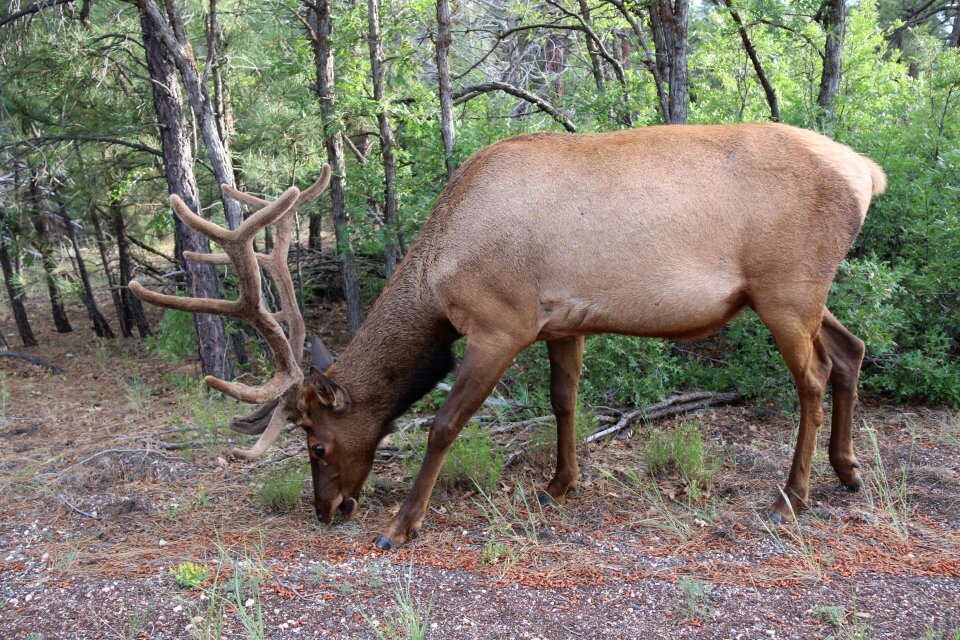 Wildlife nature forest