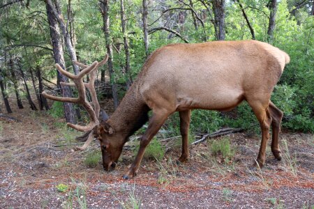 Wildlife nature forest