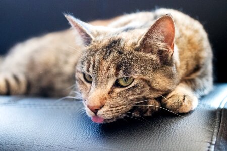 Cute feline