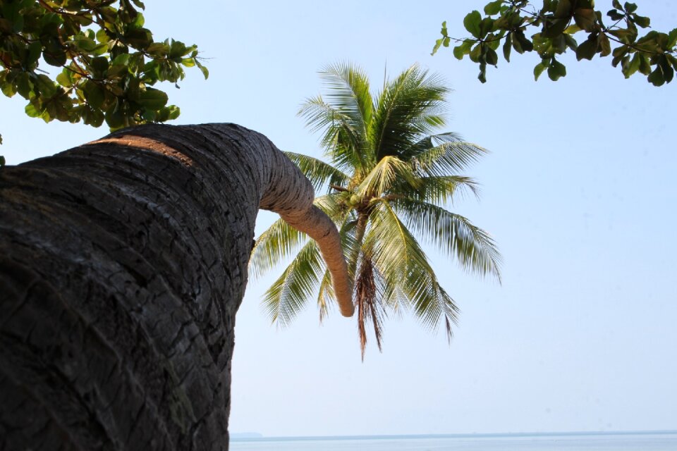 Coconut trees tree coconut