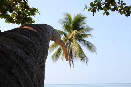 Coconut trees tree coconut