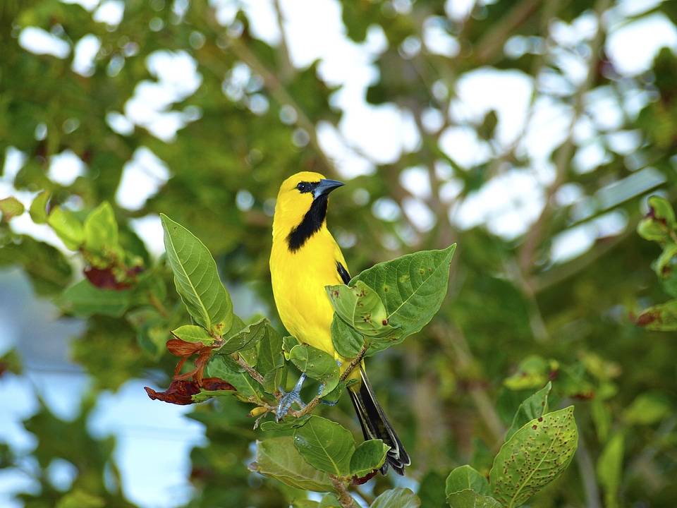 Caribbean yellow black