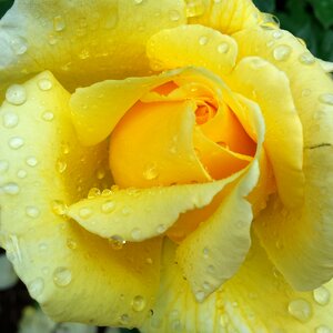 Nature floral