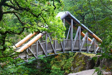 Wood forest scotland