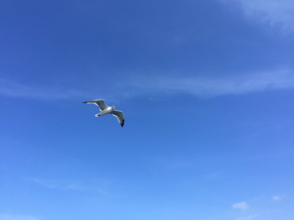 Flying bird sky