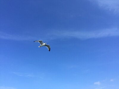 Flying bird sky photo