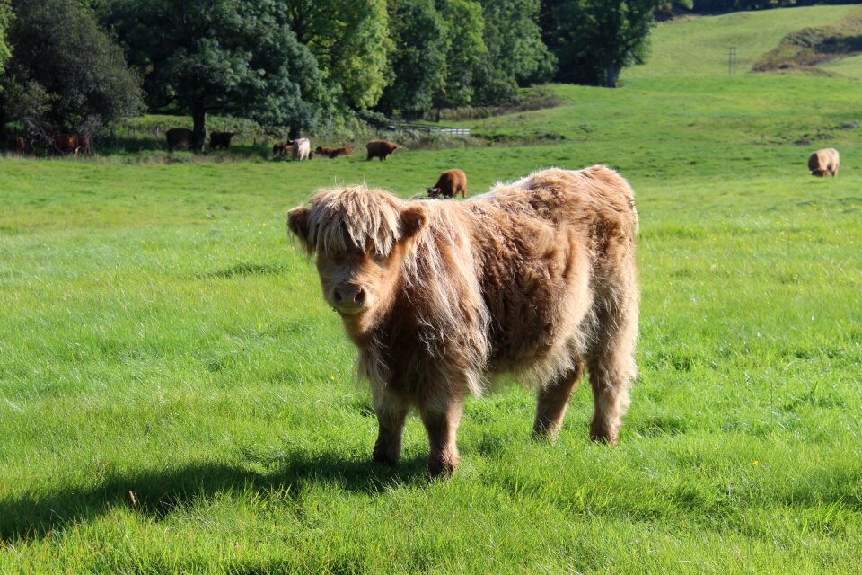 Cow prairie nature