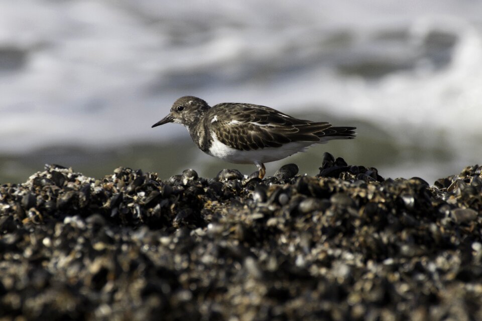 Wadden sea bird turnstone