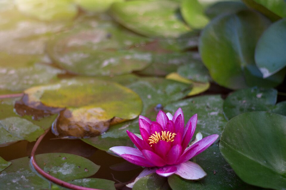 Aquatic plant nature blossom