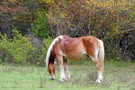 Prato animal the abruzzo national park
