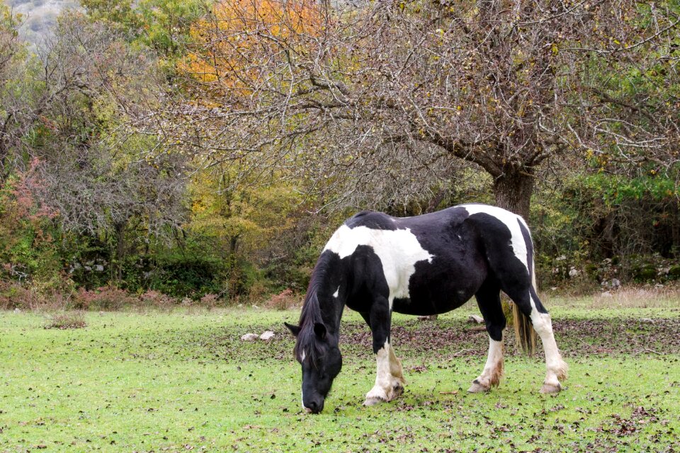 Prato animal the abruzzo national park