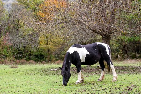Prato animal the abruzzo national park